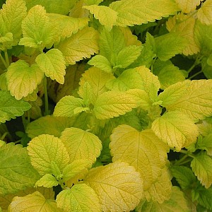 Foto van de desbetreffende plant